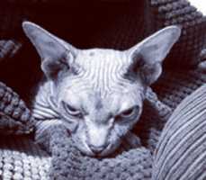 Free download Skinny the Sphynx cat free photo or picture to be edited with GIMP online image editor