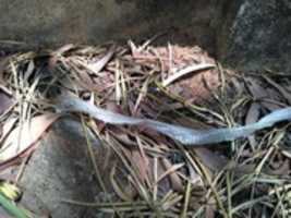 Free download Skin of a snake free photo or picture to be edited with GIMP online image editor