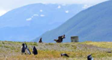 Free download Skua, the Natural Enemy of Penguins free photo or picture to be edited with GIMP online image editor