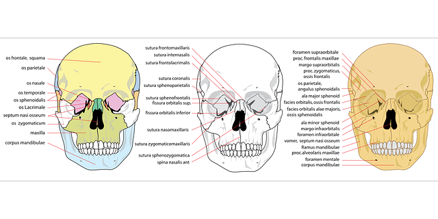 تنزيل Skull Human Front مجانًا - رسم متجه مجاني على رسم توضيحي مجاني لـ Pixabay ليتم تحريره باستخدام محرر صور مجاني عبر الإنترنت من GIMP