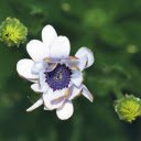 Sky blue pistil flower branch  screen for extension Chrome web store in OffiDocs Chromium
