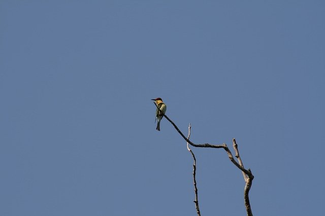 Descărcați gratuit șablonul foto gratuit Sky Nature Flying pentru a fi editat cu editorul de imagini online GIMP