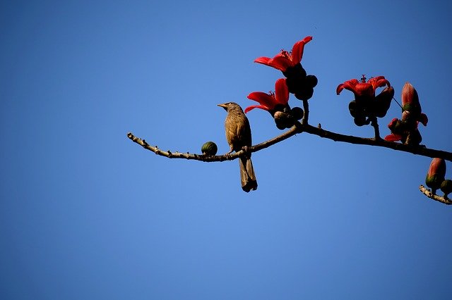 Free download sky outdoors nature bird flight free picture to be edited with GIMP free online image editor