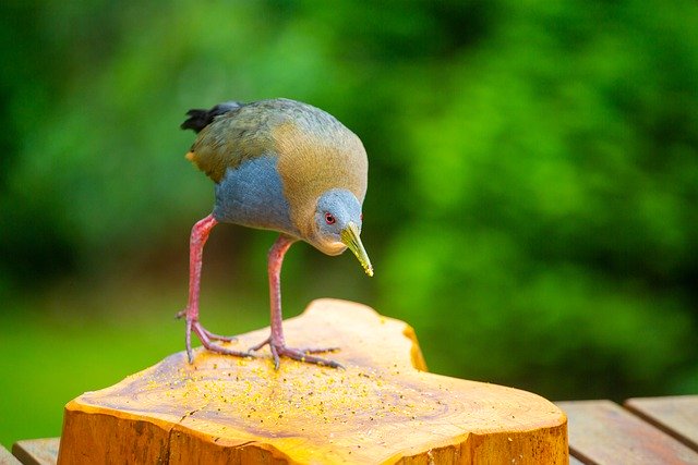 Free download slaty breasted wood rail bird animal free picture to be edited with GIMP free online image editor