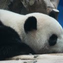 Sleeping Panda  screen for extension Chrome web store in OffiDocs Chromium