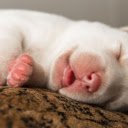 Sleeping Puppy: A Bundle of Cuteness and Comfort  screen for extension Chrome web store in OffiDocs Chromium