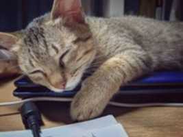 دانلود رایگان عکس یا عکس Sleepy Cat رایگان برای ویرایش با ویرایشگر تصویر آنلاین GIMP