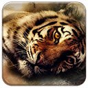 Sleepy Tiger  screen for extension Chrome web store in OffiDocs Chromium