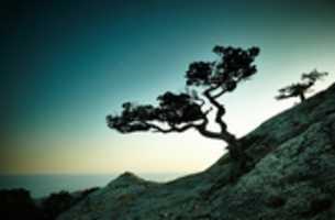 Free download sleepy_tree free photo or picture to be edited with GIMP online image editor