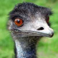 Free download Slightly Less Massive Emu free photo or picture to be edited with GIMP online image editor