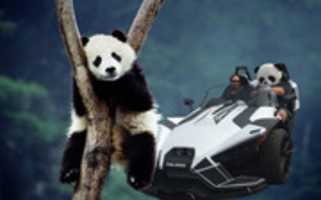 Free download Slingshot Driver And Tree Panda free photo or picture to be edited with GIMP online image editor