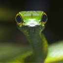 Écran Slithering Snake pour extension Chrome web store dans OffiDocs Chromium