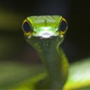 Schermata Slithering Snake per estensione Chrome web store in OffiDocs Chromium