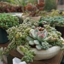 Small baby ornamental plants  screen for extension Chrome web store in OffiDocs Chromium