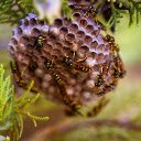 Small Beehive  screen for extension Chrome web store in OffiDocs Chromium