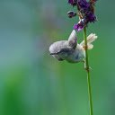 Small birds and flower branches  screen for extension Chrome web store in OffiDocs Chromium
