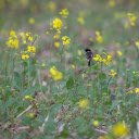 small birds and flowers  screen for extension Chrome web store in OffiDocs Chromium