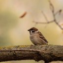 SMALL BIRD THEME  screen for extension Chrome web store in OffiDocs Chromium