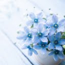 Small Blue Five Petal Flower Theme: A Serene and Elegant Design  screen for extension Chrome web store in OffiDocs Chromium