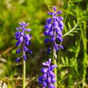 Small Blue Flowers  screen for extension Chrome web store in OffiDocs Chromium