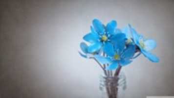 Free download small_blue_flowers_2-wallpaper-1366x768 free photo or picture to be edited with GIMP online image editor