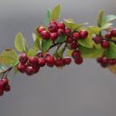 Small bunch of beautiful red fruits  screen for extension Chrome web store in OffiDocs Chromium
