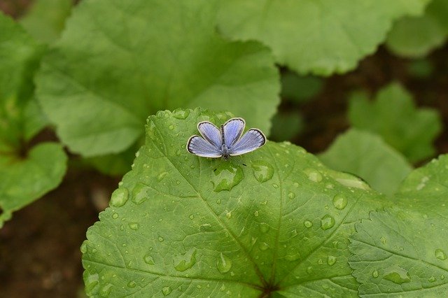 ດາວໂຫຼດຮູບ butterfly ຂະຫນາດນ້ອຍ pretty ຟຣີທີ່ຈະແກ້ໄຂດ້ວຍ GIMP ບັນນາທິການຮູບພາບອອນໄລນ໌ຟຣີ