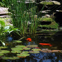 Small corner garden pond wallpaper  screen for extension Chrome web store in OffiDocs Chromium