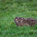 Small eared brown rabbit on the grass  screen for extension Chrome web store in OffiDocs Chromium