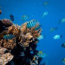 Small fish are swimming around beautiful corals  screen for extension Chrome web store in OffiDocs Chromium