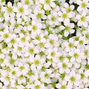 Small five petaled flower  screen for extension Chrome web store in OffiDocs Chromium