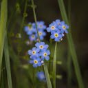 Small Five Petal Flower  screen for extension Chrome web store in OffiDocs Chromium