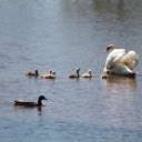 Small flock of swans  screen for extension Chrome web store in OffiDocs Chromium