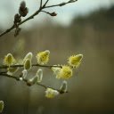 Small flower branch  screen for extension Chrome web store in OffiDocs Chromium