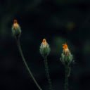 Small flower buds  screen for extension Chrome web store in OffiDocs Chromium