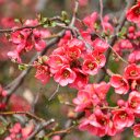 Small flowers  screen for extension Chrome web store in OffiDocs Chromium
