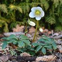 Small Flower Tree on Pine Hill  screen for extension Chrome web store in OffiDocs Chromium