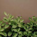 Small Green Tree  screen for extension Chrome web store in OffiDocs Chromium
