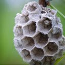 Small honeycomb and young pupa  screen for extension Chrome web store in OffiDocs Chromium