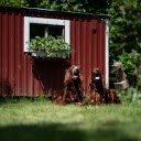 Small house of two dogs  screen for extension Chrome web store in OffiDocs Chromium