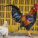 Small legged domestic chicken breed  screen for extension Chrome web store in OffiDocs Chromium