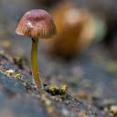 Small, long brown mushroom  screen for extension Chrome web store in OffiDocs Chromium