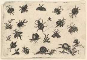 Free download Small Motifs of Insects and Plants free photo or picture to be edited with GIMP online image editor