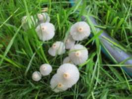 Free download Small Mushrooms in my Garden free photo or picture to be edited with GIMP online image editor