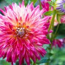 Small Petal Dahlia  screen for extension Chrome web store in OffiDocs Chromium