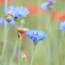 Small petaled blue flowers  screen for extension Chrome web store in OffiDocs Chromium
