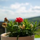 Small pot and flowers  screen for extension Chrome web store in OffiDocs Chromium
