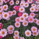 Small Purple and Pink Flowers  screen for extension Chrome web store in OffiDocs Chromium