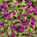 Small purple chrysanthemum  screen for extension Chrome web store in OffiDocs Chromium