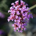 Small purple flower branch  screen for extension Chrome web store in OffiDocs Chromium